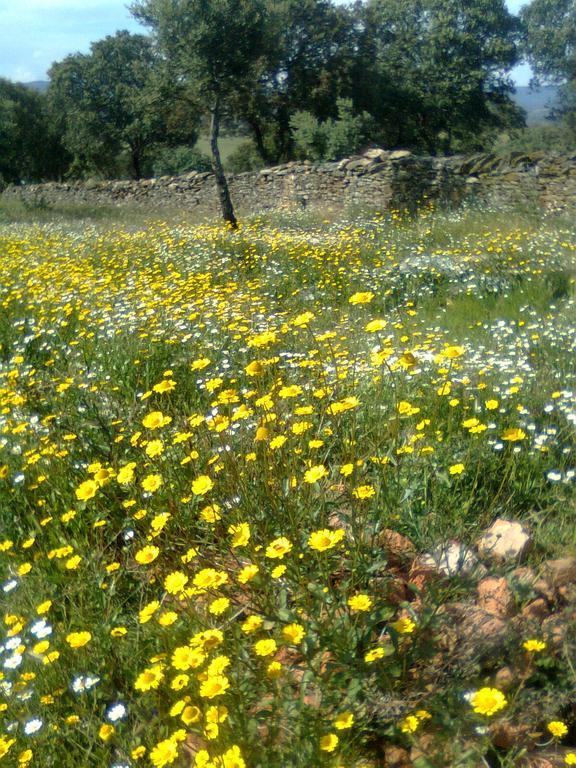 Talaván Casa Rural La Brena מראה חיצוני תמונה