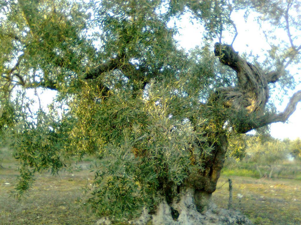 בית הארחה Talaván 	Casa Rural La Brena מראה חיצוני תמונה